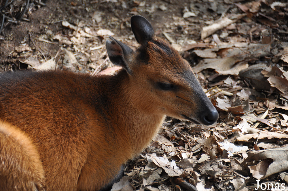 Cephalophus rufilatus