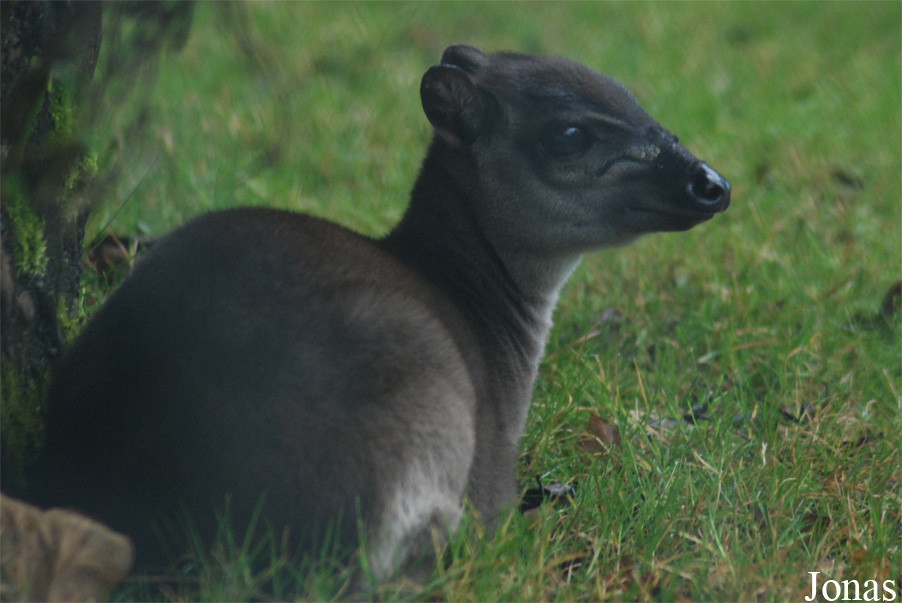 Philantomba monticola