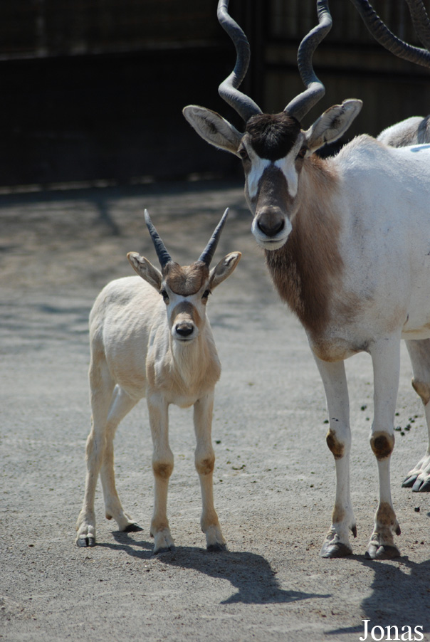 Addax nasomaculatus