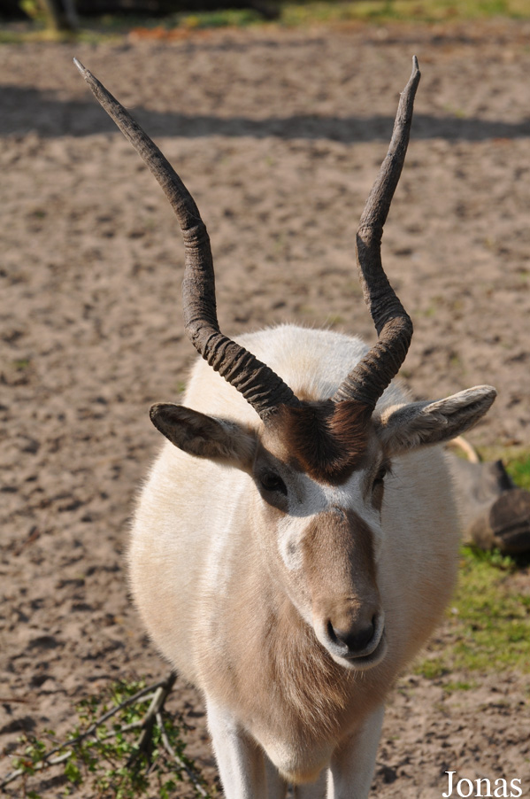 Addax nasomaculatus