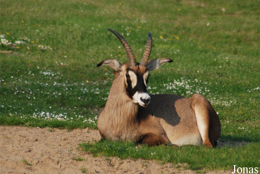 Hippotragus equinus