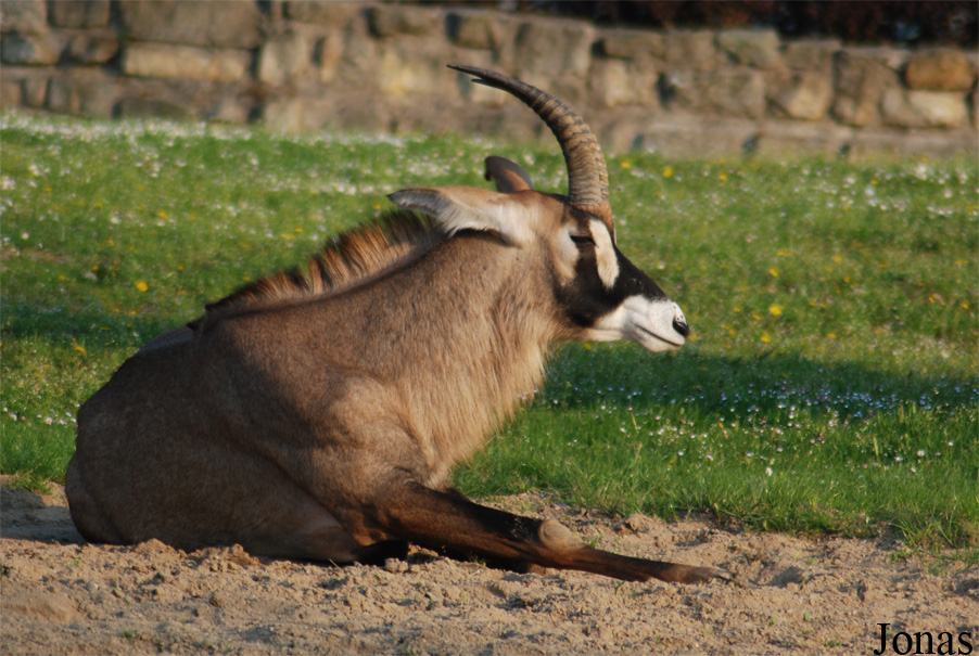 Hippotragus equinus