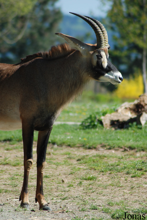 Hippotragus equinus
