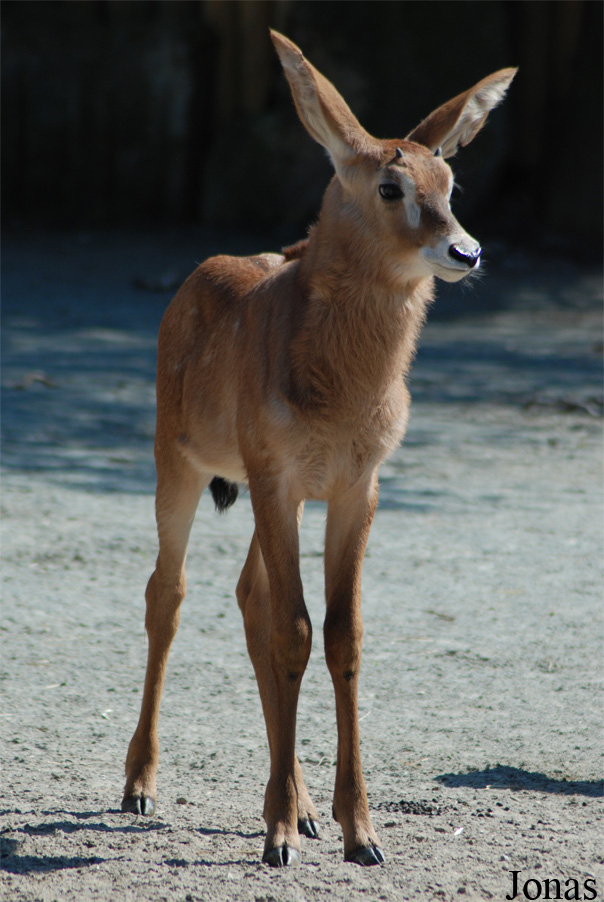 Hippotragus equinus