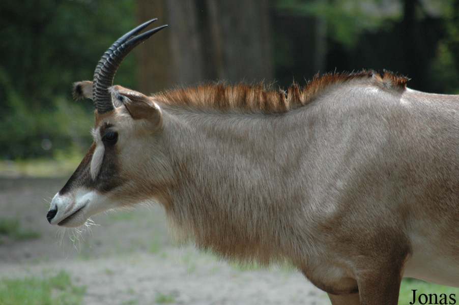 Hippotragus equinus