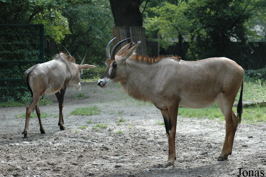 Hippotragus equinus