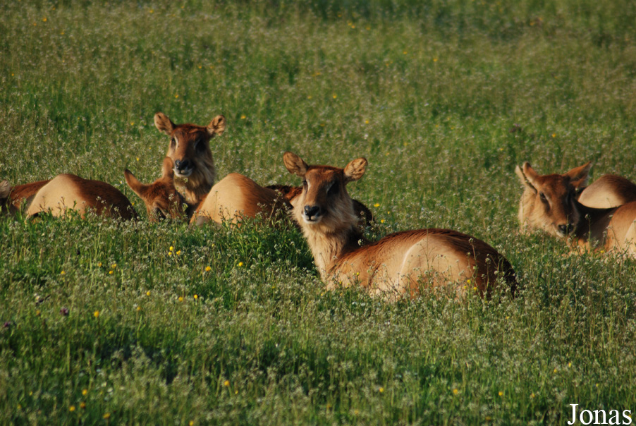Kobus megaceros