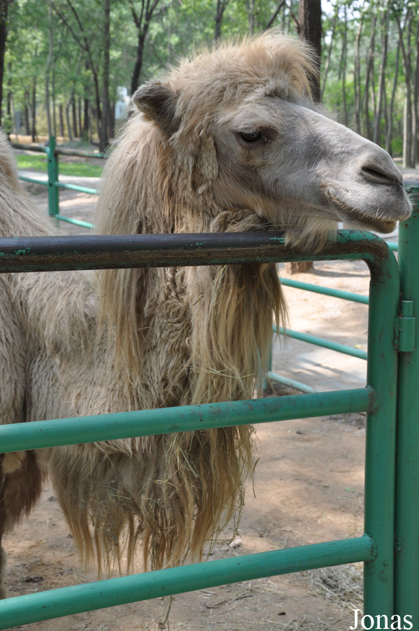 Camelus bactrianus