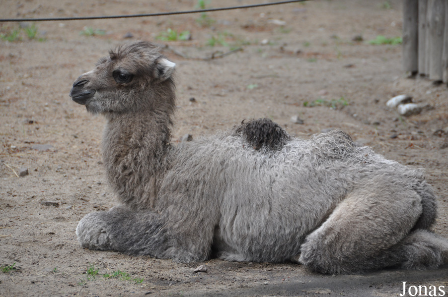 Camelus bactrianus