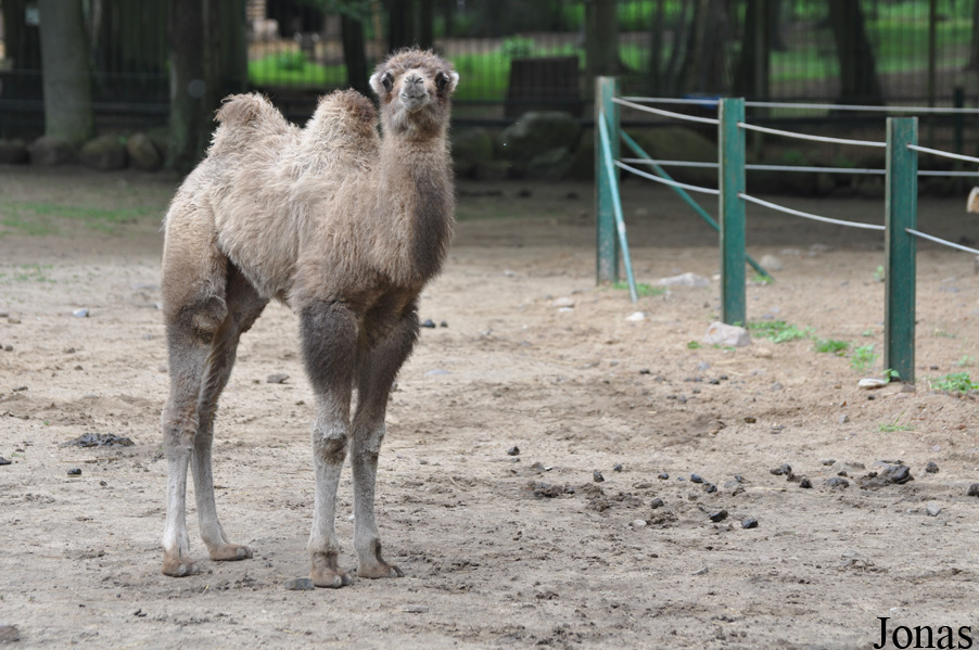 Camelus bactrianus