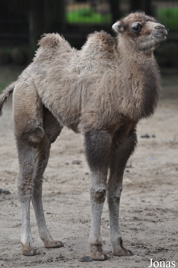Camelus bactrianus
