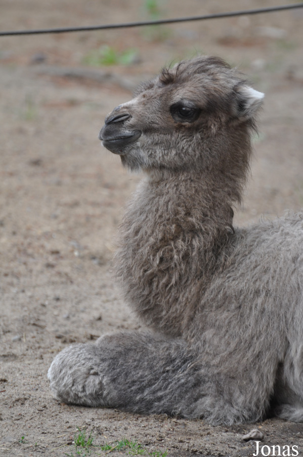 Camelus bactrianus