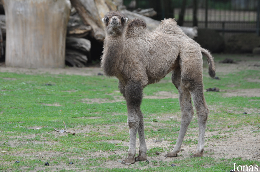 Camelus bactrianus