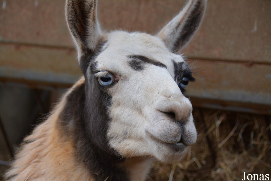 Lama glama