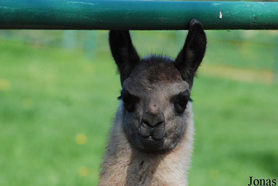 Lama glama