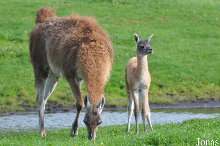 Lama guanicoe