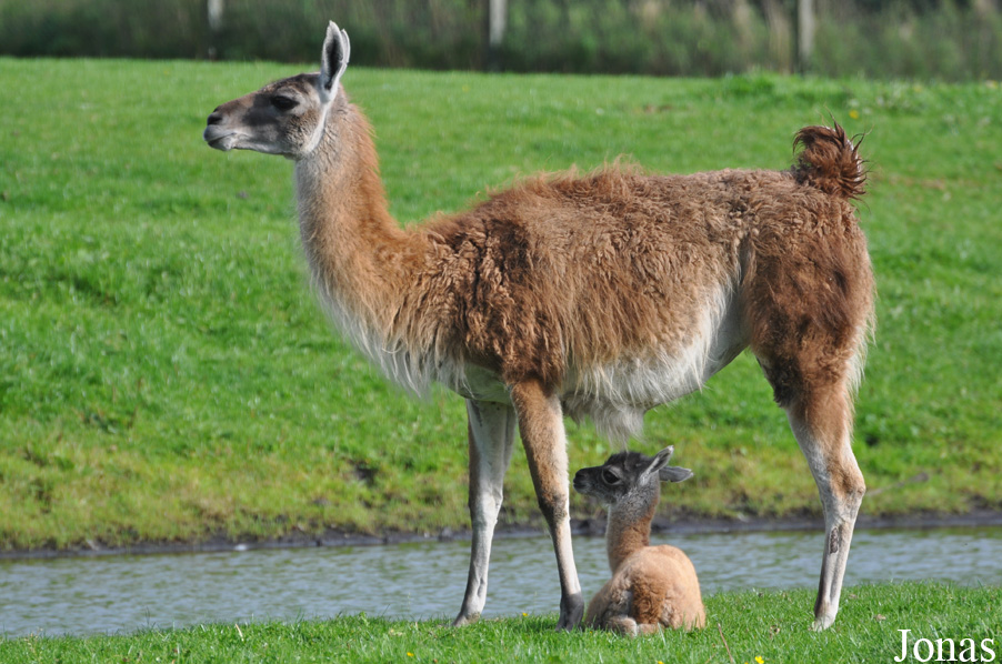 Lama guanicoe