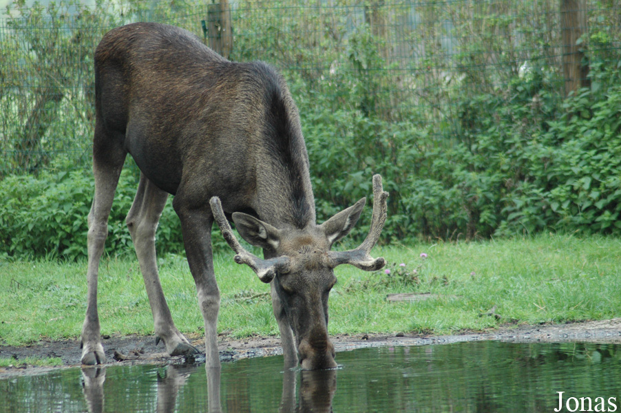 Alces alces