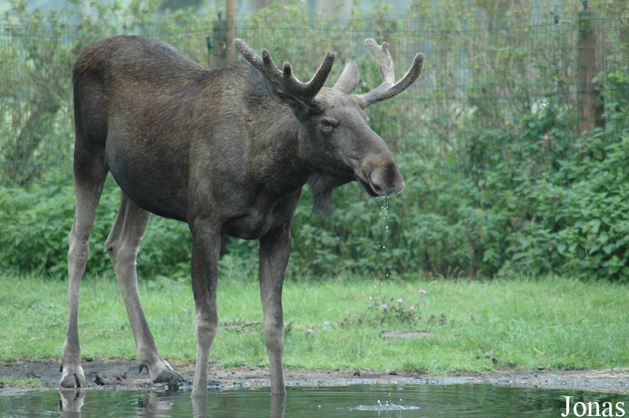 Alces alces