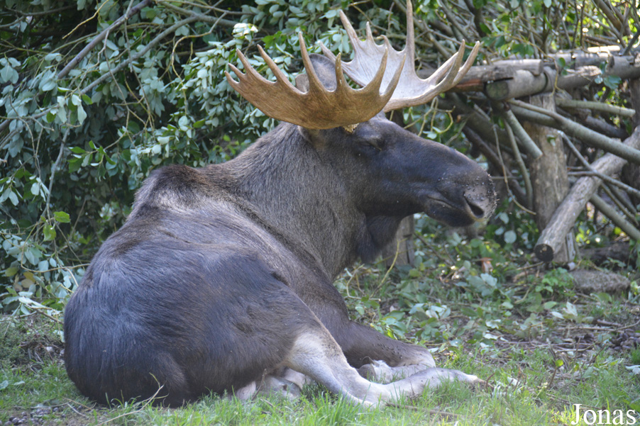 Alces alces