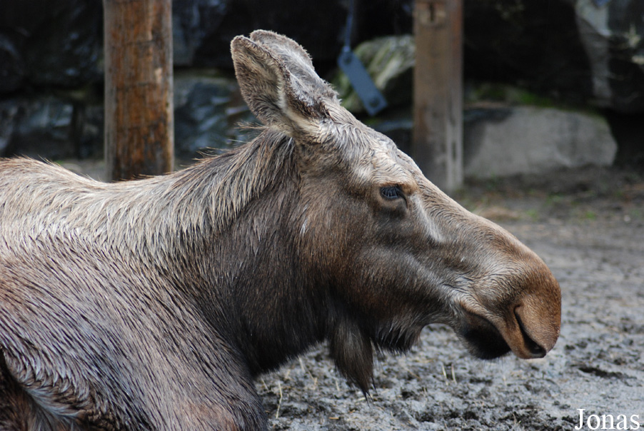 Alces americanus