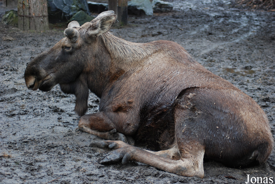 Alces americanus