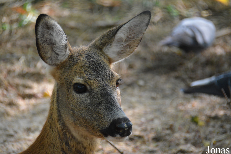 Capreolus capreolus