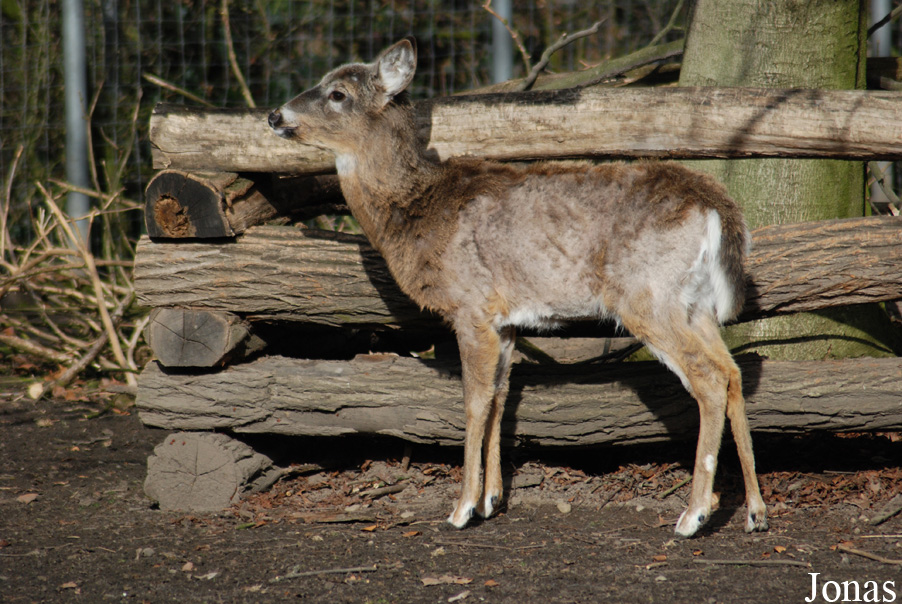 Odocoileus virginianus