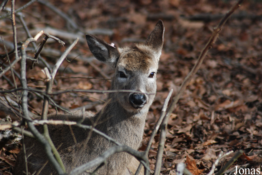 Odocoileus virginianus