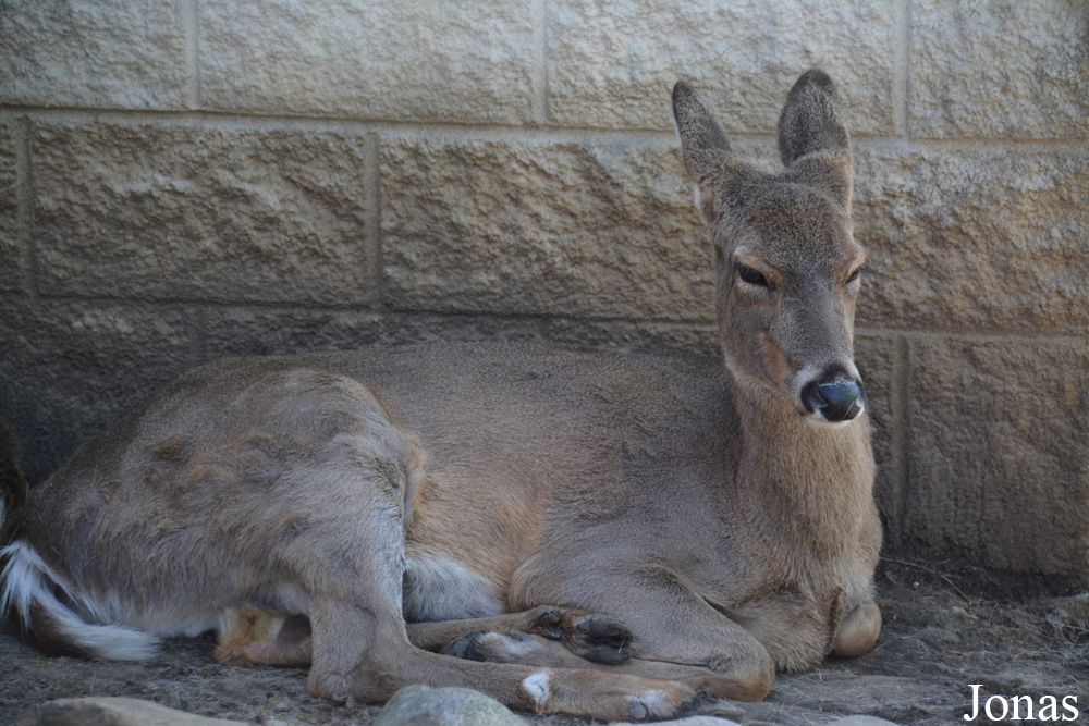 Odocoileus virginianus