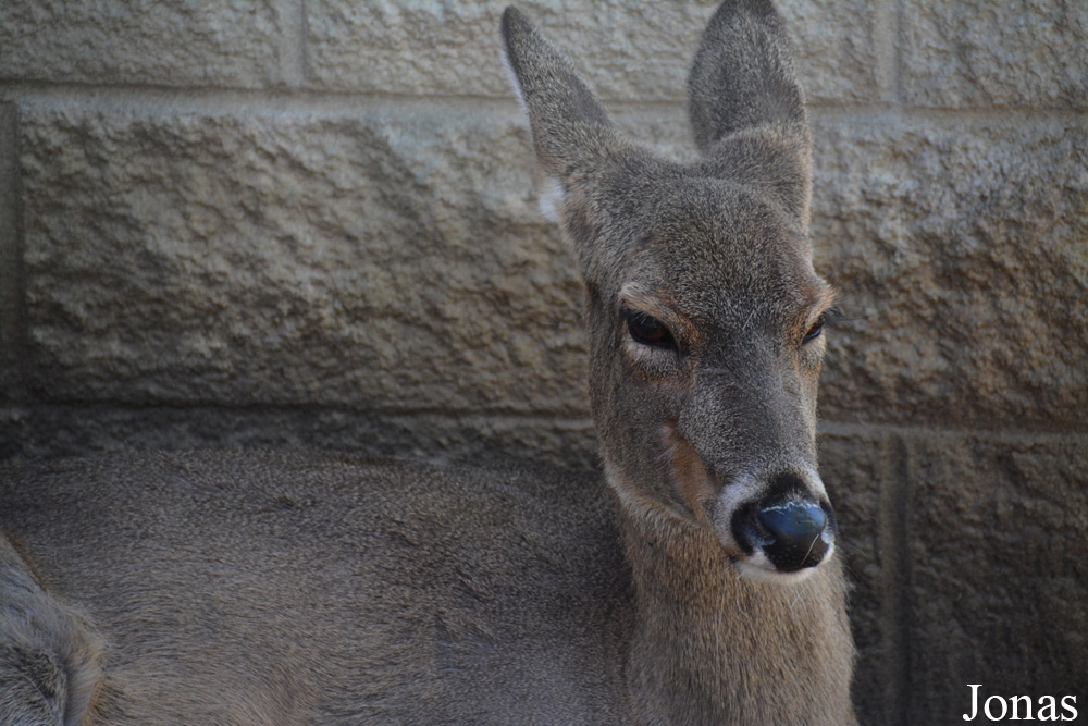 Odocoileus virginianus