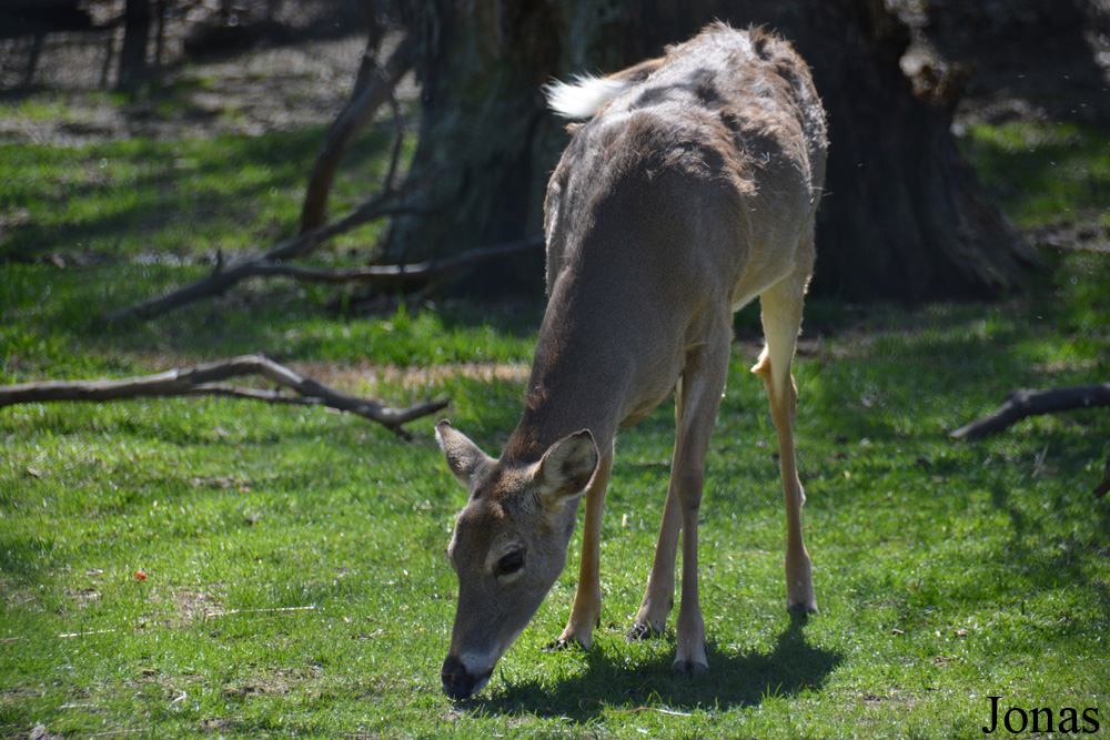 Odocoileus virginianus