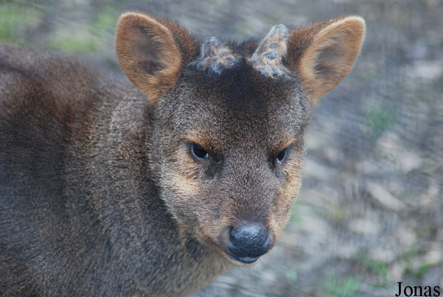 Pudu puda