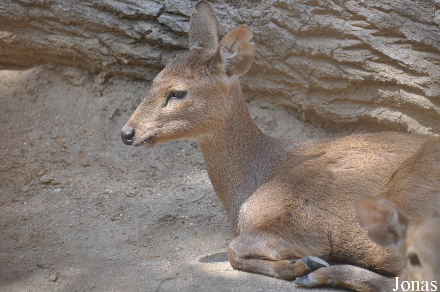 Axis calamianensis