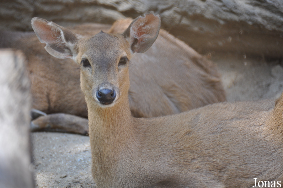 Axis calamianensis
