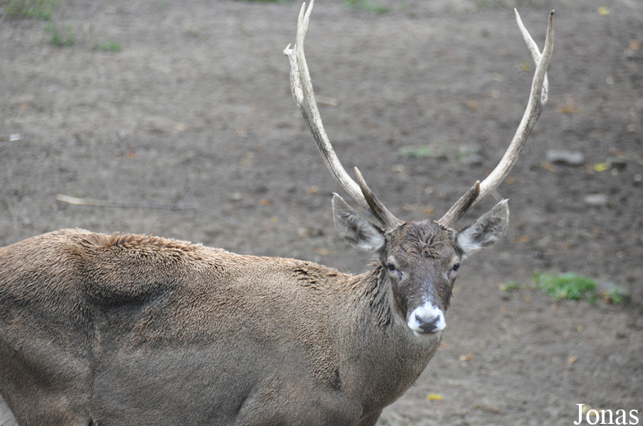 Cervus albirostris