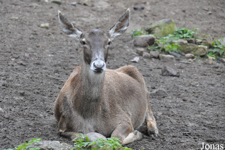 Cervus albirostris