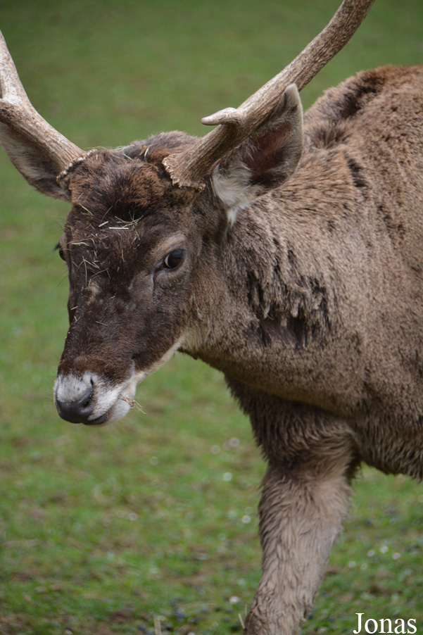 Cervus albirostris