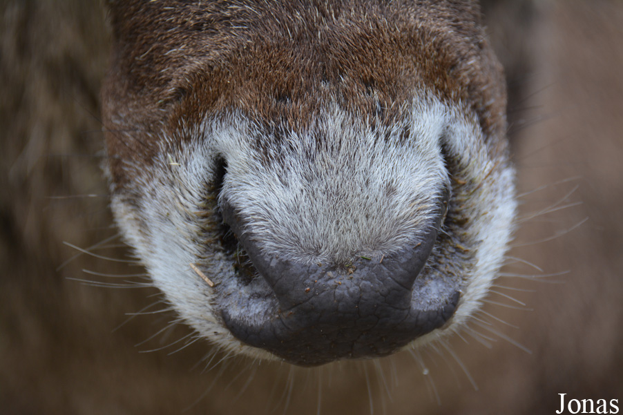 Cervus albirostris