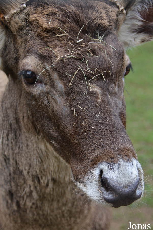 Cervus albirostris
