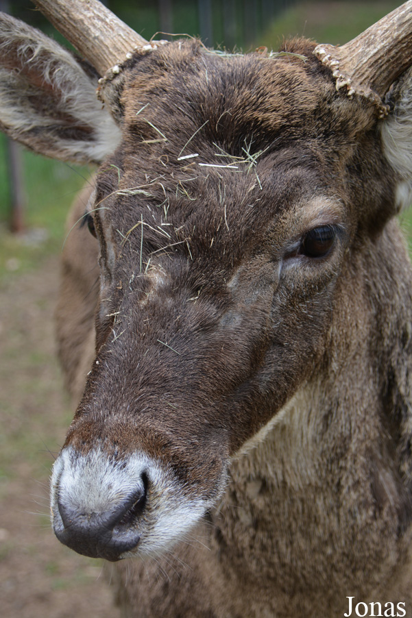 Cervus albirostris