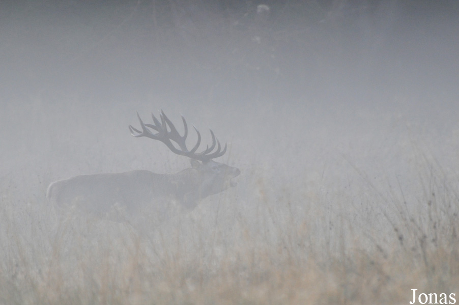 Cervus elaphus elaphus / Jægersborg Dyrehave