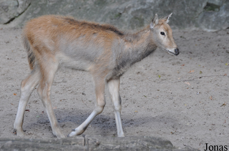 Elaphurus davidianus