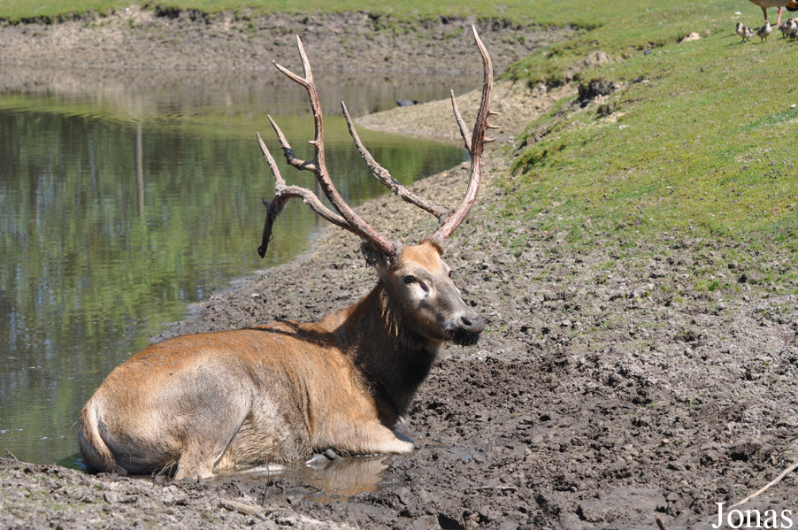 Elaphurus davidianus