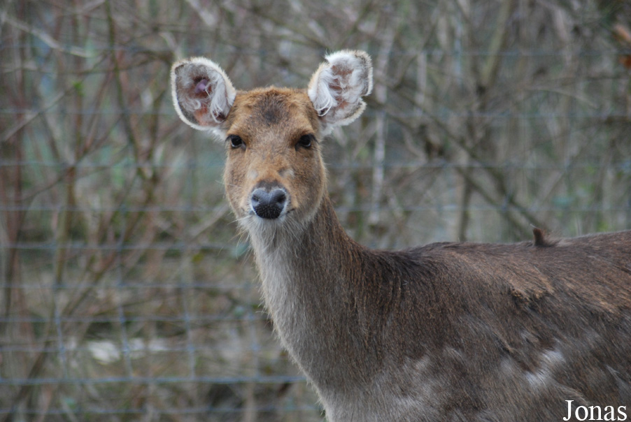 Rucervus duvaucelii