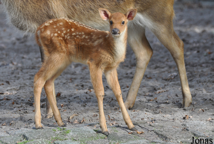 Rucervus duvaucelii