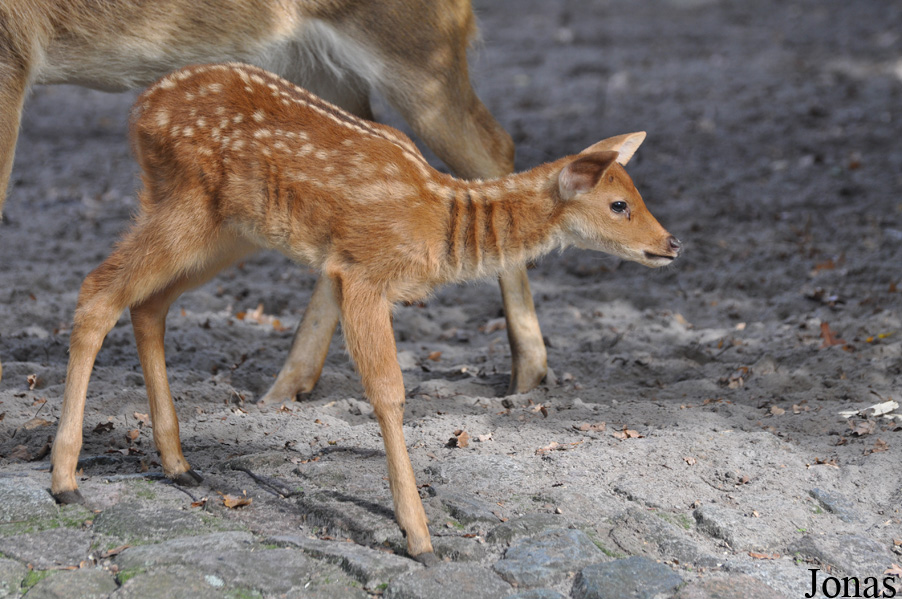 Rucervus duvaucelii