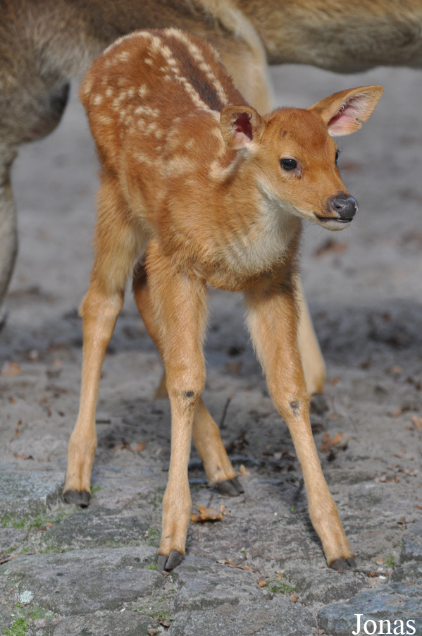 Rucervus duvaucelii
