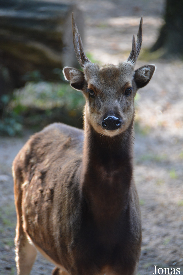 Rusa alfredi