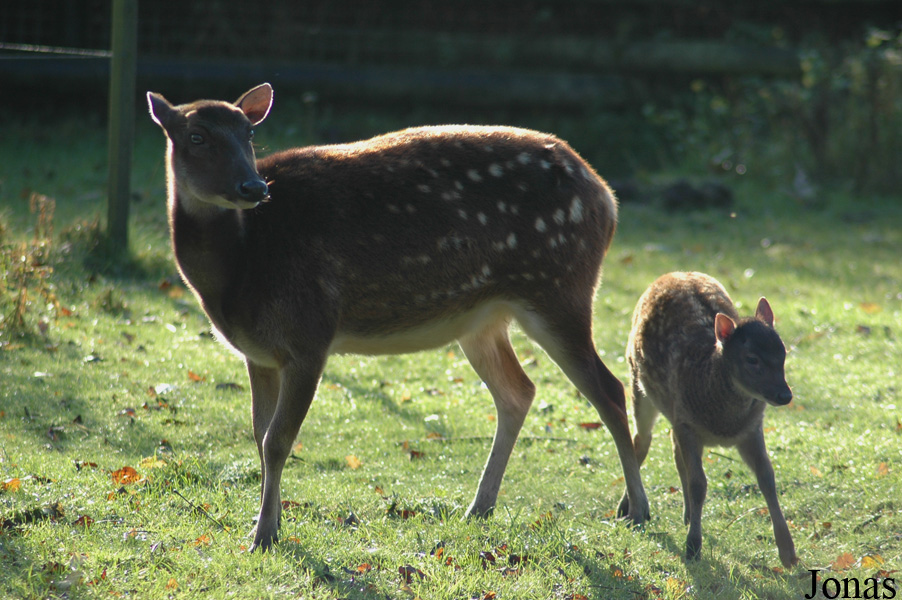 Rusa alfredi